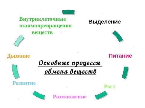 Презентация на тему "Обмен веществ" по биологии