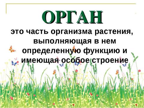 Презентация на тему "Разнообразие растений. Особенности внешнего строения растений" по биологии