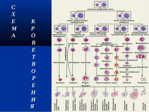Презентация на тему "Современная схема кроветворения. Регуляция гемопоэза" по биологии