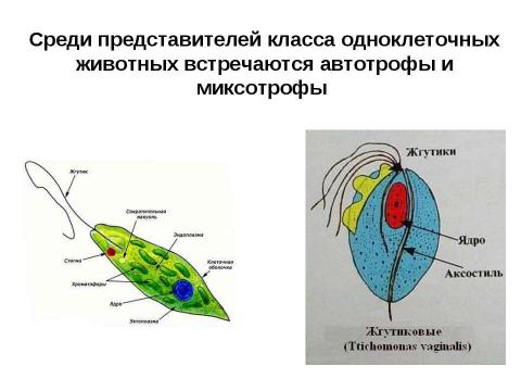 Презентация на тему "Кишечнополостные" по биологии