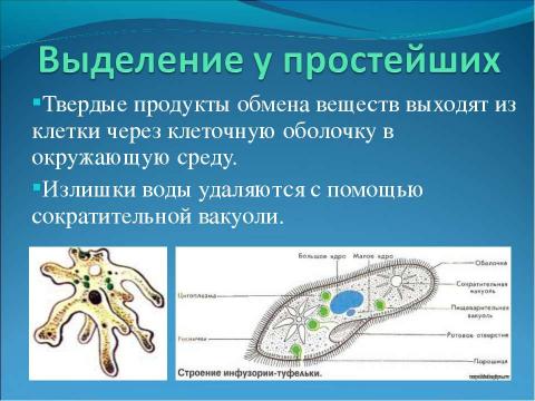 Презентация на тему "Выделение" по биологии