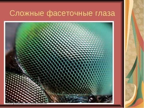 Презентация на тему "Отряд Стрекозы" по биологии