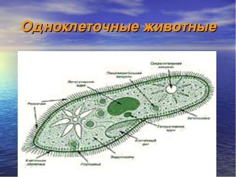 Презентация на тему "Условия жизни и многообразие диких животных" по биологии