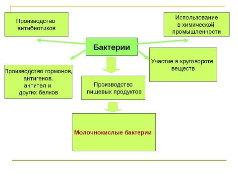 Презентация на тему "Молочнокислые бактерии" по биологии