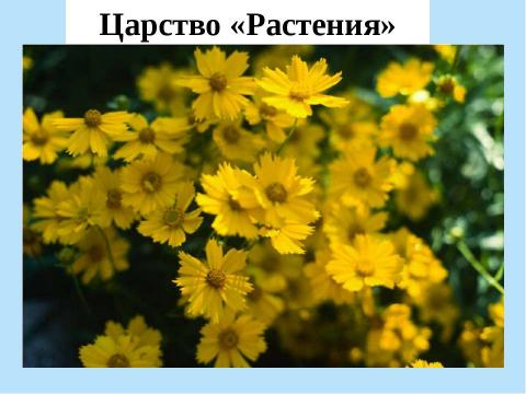 Презентация на тему "Половое и бесполое размножение организмов" по биологии