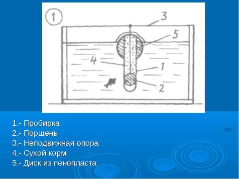 Презентация на тему "Автоматическая кормушка для аквариумных рыбок" по биологии