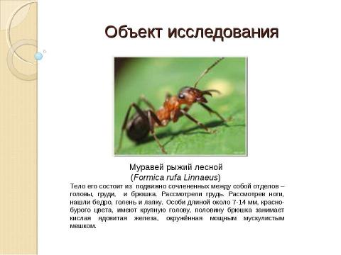 Презентация на тему "Муравьи" по географии