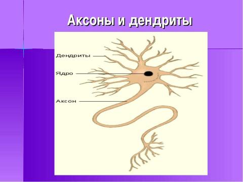 Презентация на тему "Строение и функции нервной системы" по биологии