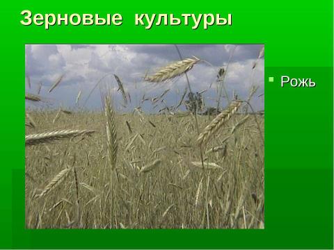 Презентация на тему "Культурные и дикорастущие растения" по биологии