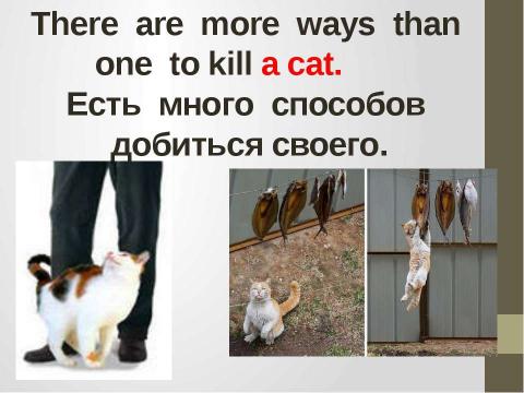Презентация на тему "Кошки в истории, обществе, в английской и русском языках и литературе разных стран" по литературе