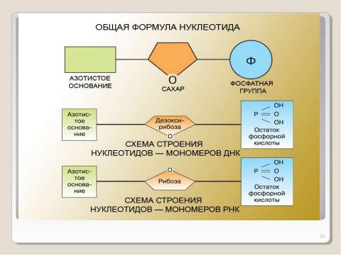 Презентация на тему "Химическая организация клетки. Неорганические вещества" по химии