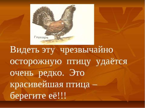 Презентация на тему "Глухарь" по экологии