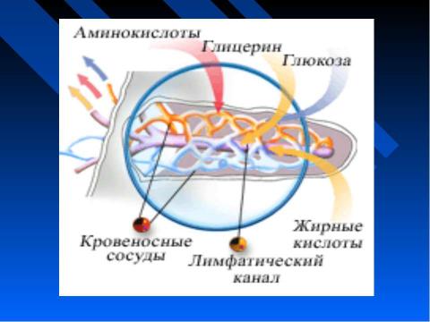 Презентация на тему "Изменение питательных веществ в кишечнике" по биологии