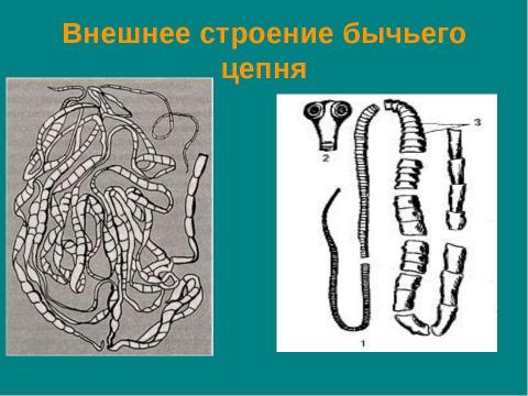 Презентация на тему "Тип плоские черви" по биологии