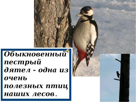 Презентация на тему "Определение видов животных и птиц окрестностей посёлка Хани, места их обитания в зависимости от природно – климатических особенностей местности" по экологии