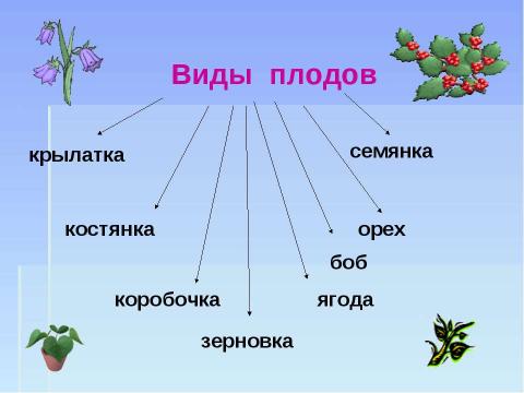 Презентация на тему "Части растения" по биологии