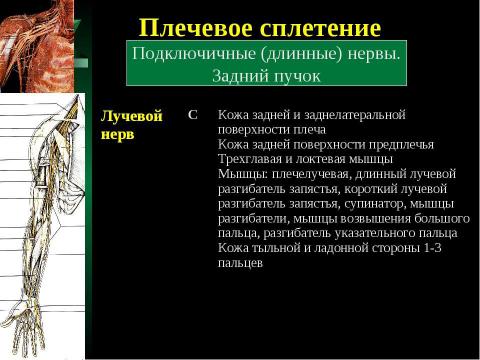 Презентация на тему "Cпинной мозг и спинномозговые нервы" по медицине