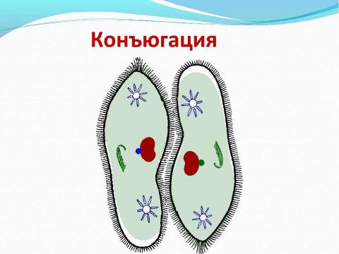 Презентация на тему "Биологический аукцион «Простейшие»" по биологии