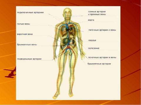 Презентация на тему "Кровеносная система человека" по биологии