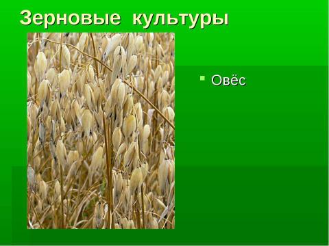 Презентация на тему "Культурные и дикорастущие растения" по биологии