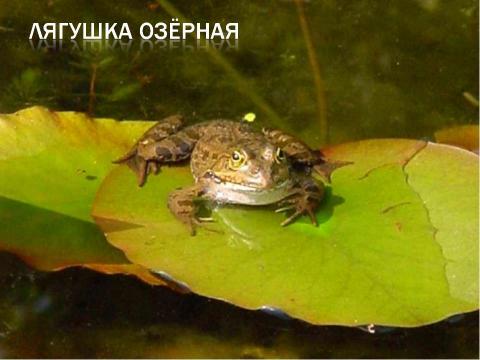 Презентация на тему "Тип хордовые подтип позвоночные класс земноводные" по биологии