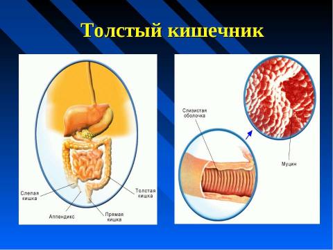 Презентация на тему "Изменение питательных веществ в кишечнике" по биологии