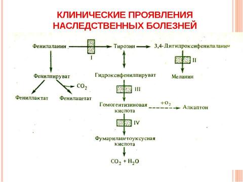 Презентация на тему "Основы молекулярной генетики" по биологии