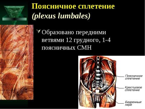 Презентация на тему "Cпинной мозг и спинномозговые нервы" по медицине