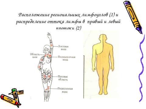 Презентация на тему "Механизм действия эритропоэтина" по медицине