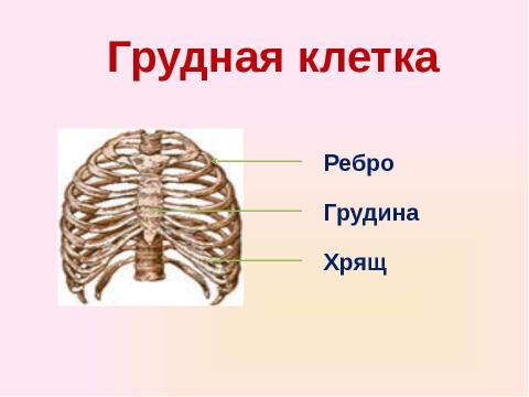 Презентация на тему "Скелет челоаека" по биологии