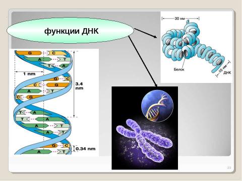 Презентация на тему "Химическая организация клетки. Неорганические вещества" по химии