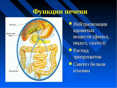 Презентация на тему "Изменение питательных веществ в кишечнике" по биологии