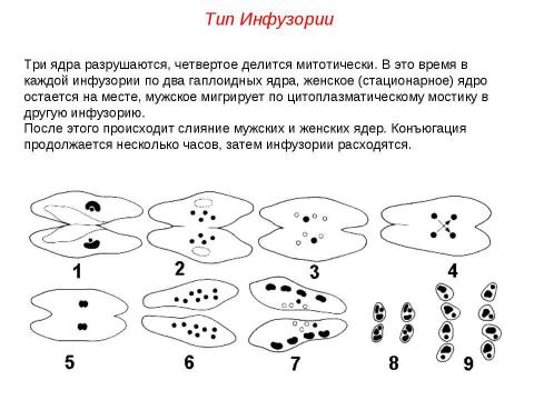 Презентация на тему "Подцарство Простейшие" по биологии