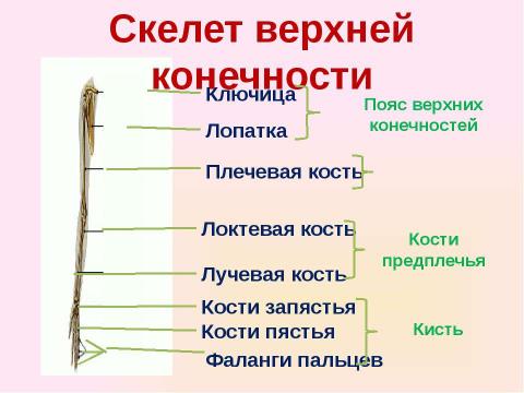 Презентация на тему "Скелет челоаека" по биологии