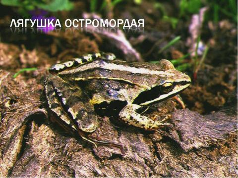 Презентация на тему "Тип хордовые подтип позвоночные класс земноводные" по биологии