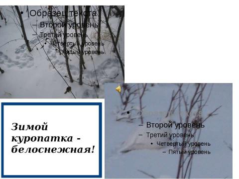 Презентация на тему "Определение видов животных и птиц окрестностей посёлка Хани, места их обитания в зависимости от природно – климатических особенностей местности" по экологии