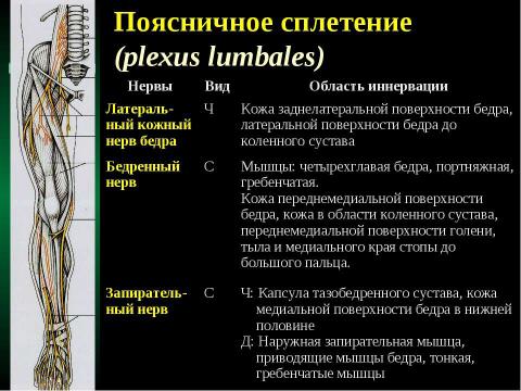 Презентация на тему "Cпинной мозг и спинномозговые нервы" по медицине