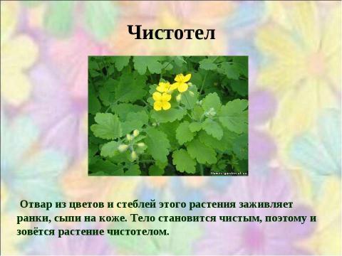 Презентация на тему "Почему они так называются?" по окружающему миру