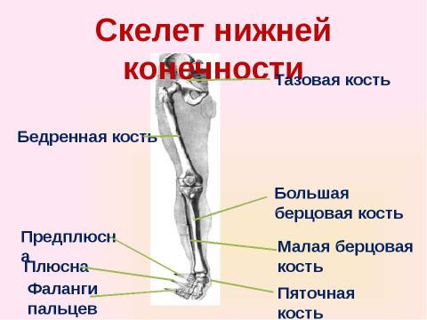 Презентация на тему "Скелет челоаека" по биологии