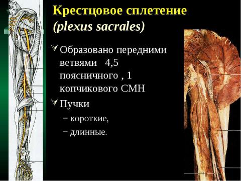 Презентация на тему "Cпинной мозг и спинномозговые нервы" по медицине