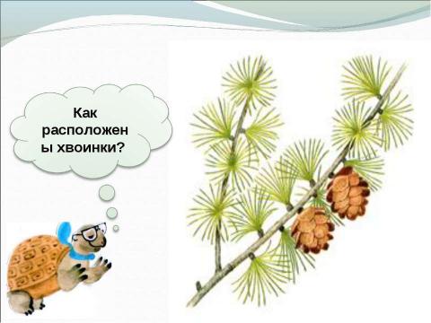 Презентация на тему "Что такое хвоинки" по окружающему миру