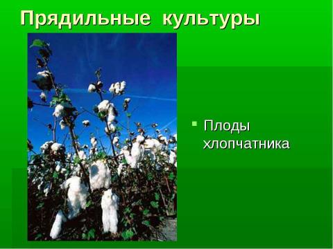 Презентация на тему "Культурные и дикорастущие растения" по биологии