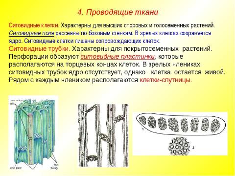 Презентация на тему "Жизненные формы растений. Растительные ткани" по биологии