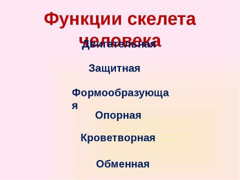 Презентация на тему "Скелет челоаека" по биологии