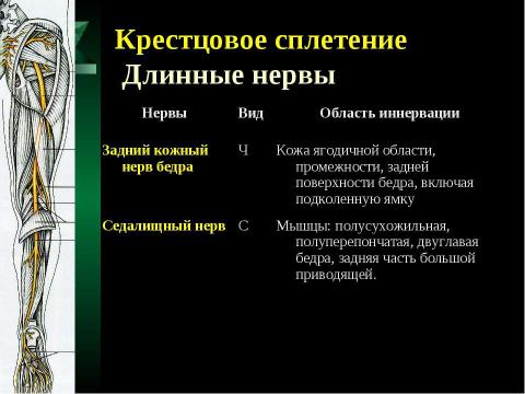 Презентация на тему "Cпинной мозг и спинномозговые нервы" по медицине