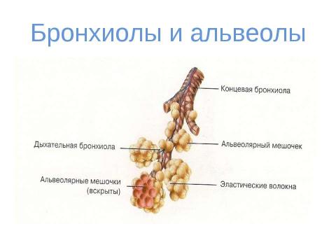 Презентация на тему "вода" по физике
