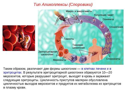 Презентация на тему "Подцарство Простейшие" по биологии