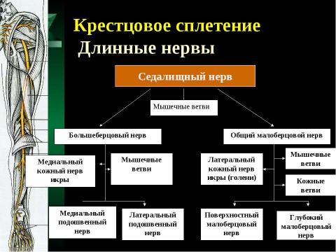 Презентация на тему "Cпинной мозг и спинномозговые нервы" по медицине