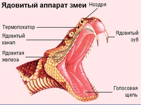 Презентация на тему "Самые ядовитые животные планеты" по биологии