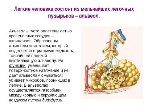 Функции легочных пузырьков